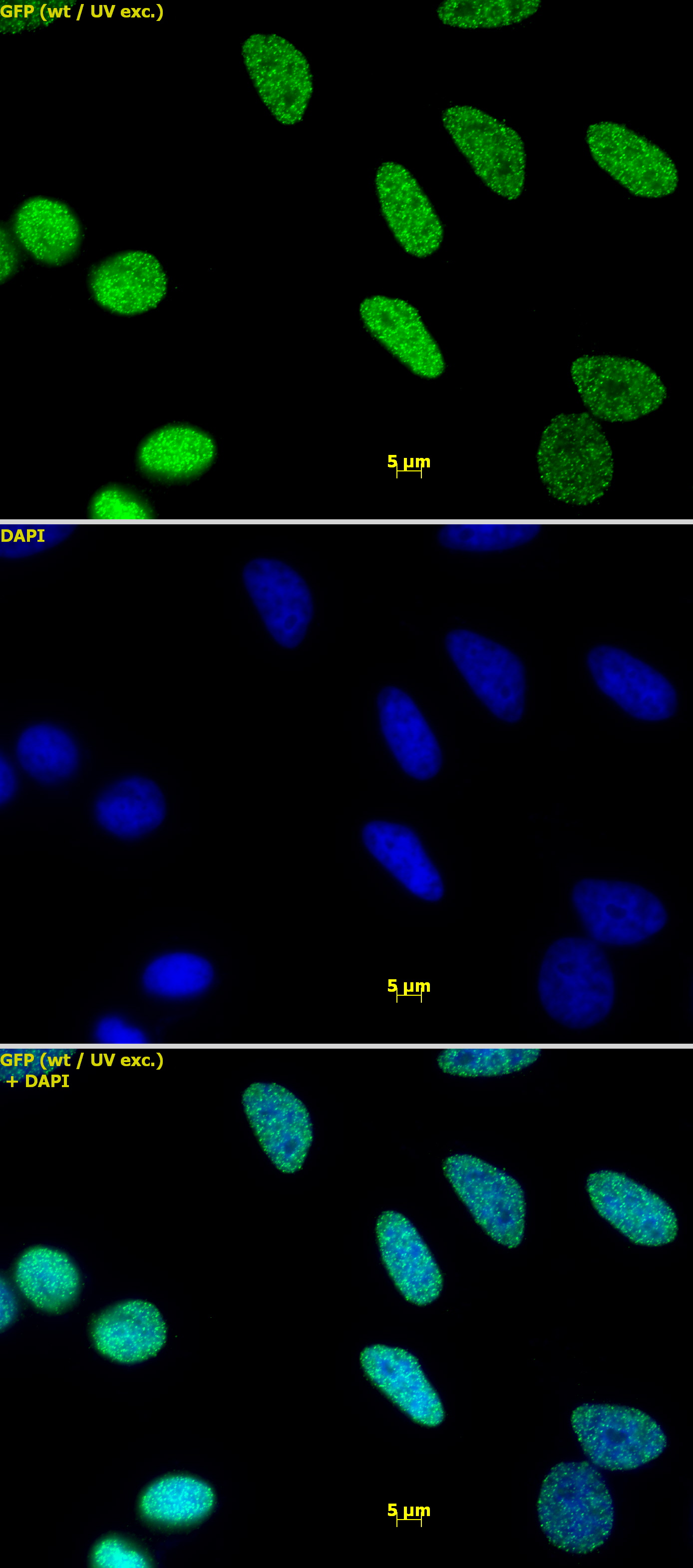 Histone H3K9me1 antibody (pAb) tested by immunofluorescence.