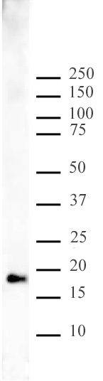 Histone H3K9me1 antibody (pAb) tested by Western blot.