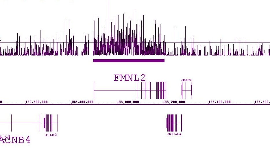 Histone H3K36me2 antibody (pAb) tested by ChIP-chip.
