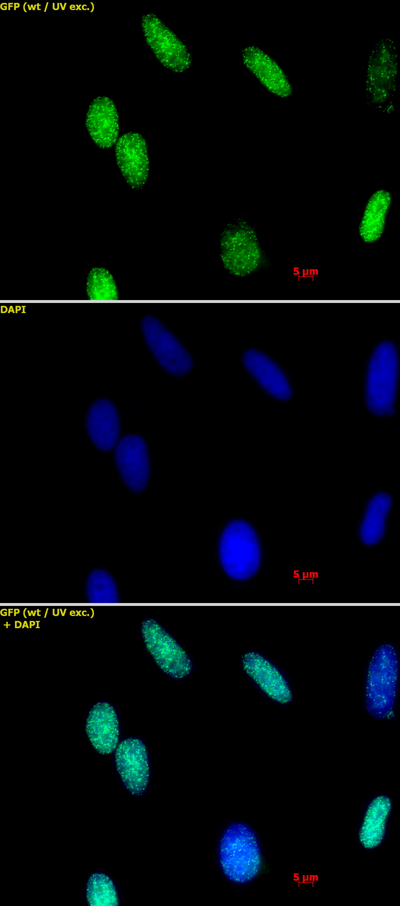 Histone H3K36me2 antibody (pAb) tested by immunofluorescence.