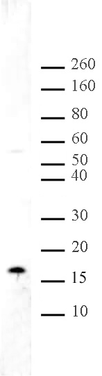 Histone H3K36me2 antibody (pAb) tested by Western blot.