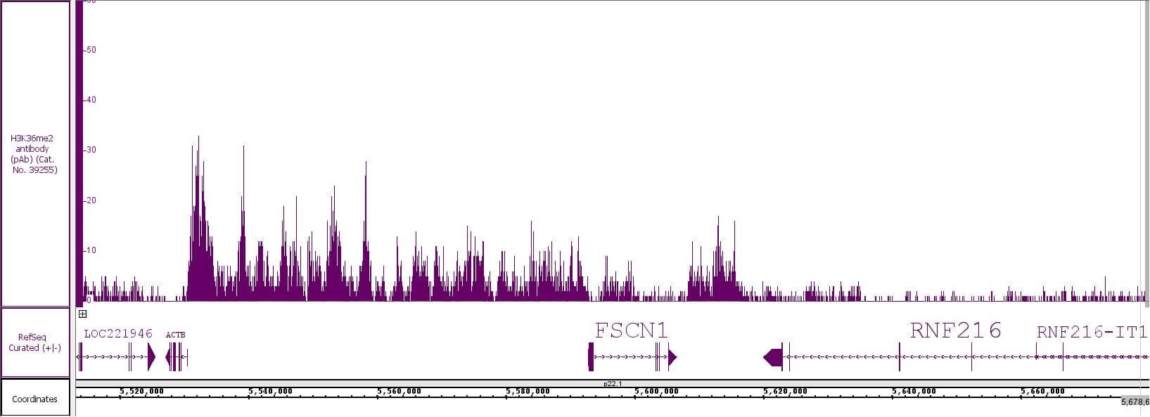 Histone H3K36me2 antibody (pAb) tested by CUT&Tag.