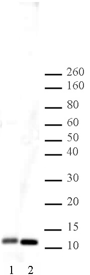 Histone H4 antibody (pAb) tested by Western blot.