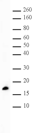 Histone H3K56me1 antibody (pAb) tested by Western blot.