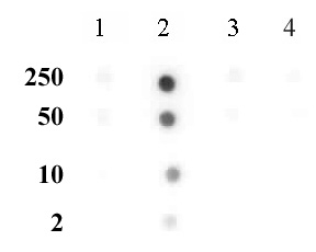 Histone H3K56me1 antibody (pAb) tested by dot blot analysis.