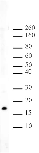 Histone H3K56me2 antibody (pAb) tested by Western blot.