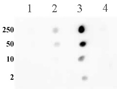 Histone H3K56me2 antibody (pAb) tested by dot blot analysis.
