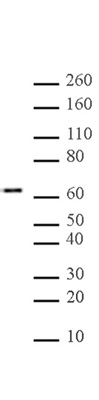Myc-Tag antibody (mAb) tested by Western blot.