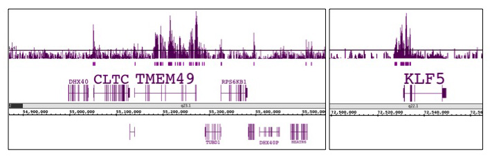 Histone H3K56ac antibody (pAb) tested by ChIP-chip.