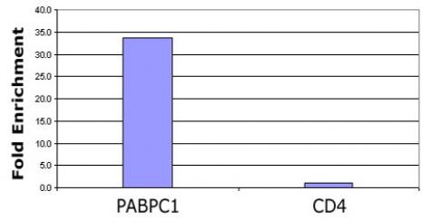 Histone H3K56ac antibody (pAb) tested by ChIP.