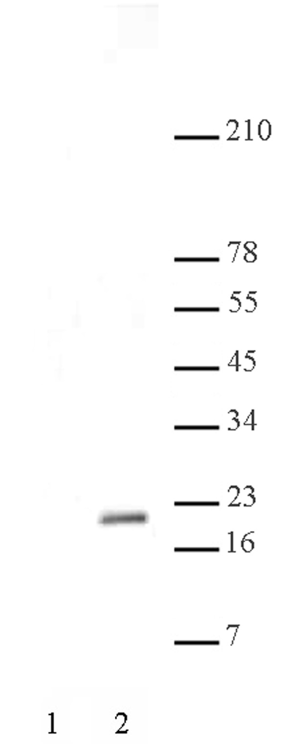 Histone H3K56ac antibody (pAb) tested by Western blot.