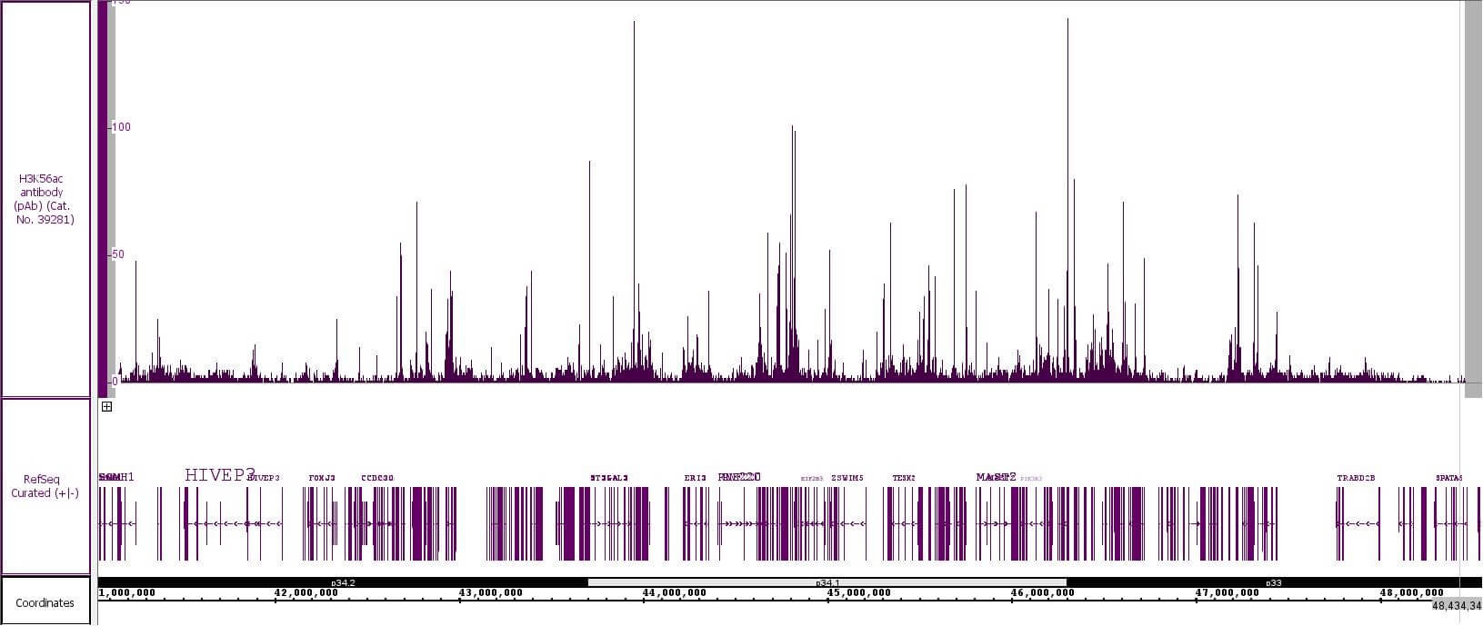 Histone H3K56ac antibody (pAb) tested by CUT&Tag.