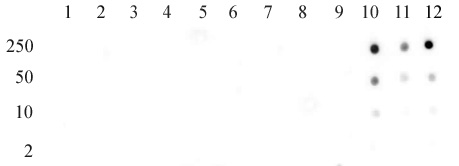 Histone H3K56ac antibody (pAb) tested by dot blot analysis.