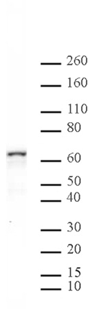 NFκB p65 antibody (pAb) tested by Western blot.