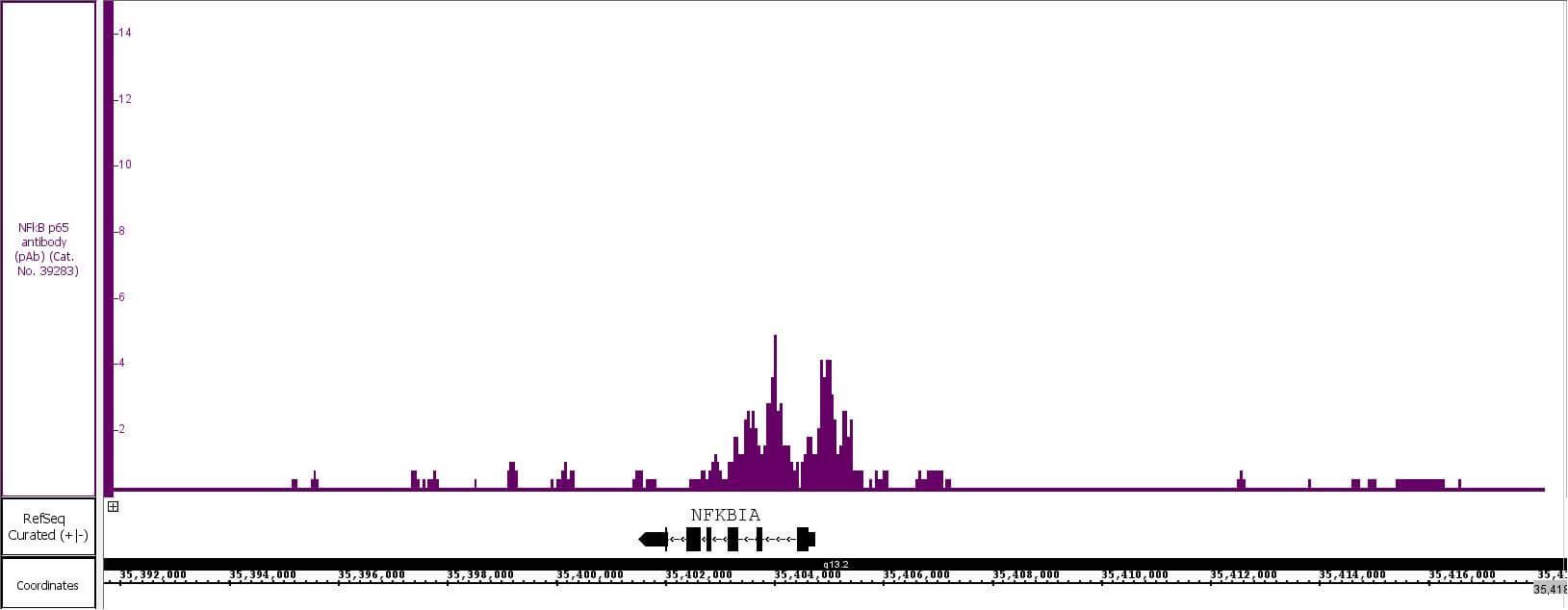 NFκB p65 antibody (rAb) tested by CUT&RUN