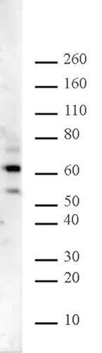 Ikaros antibody (pAb) tested by Western blot.