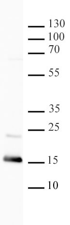 Histone H3K4me1 antibody (pAb) tested by Western blot.