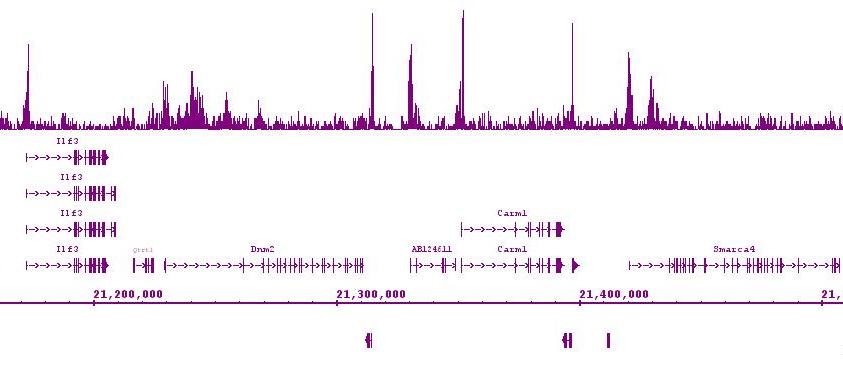Ikaros antibody (mAb) tested by ChIP-Seq.