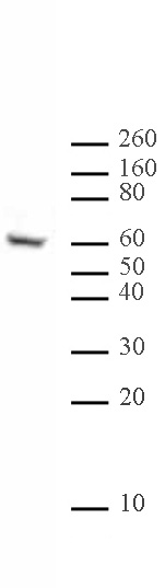 Ikaros antibody (mAb) tested by Western blot.
