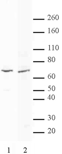 MTA2 antibody (pAb) tested by Western blot.