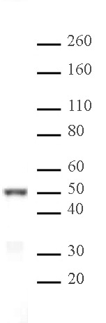 IRF-3 antibody (pAb) tested by Western blot.