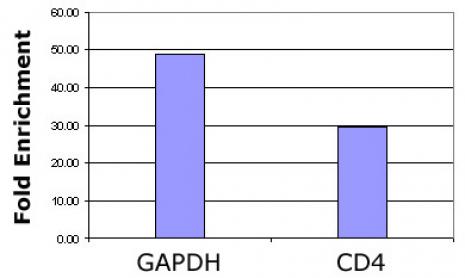 Histone H3K36ac antibody (pAb) tested by ChIP.