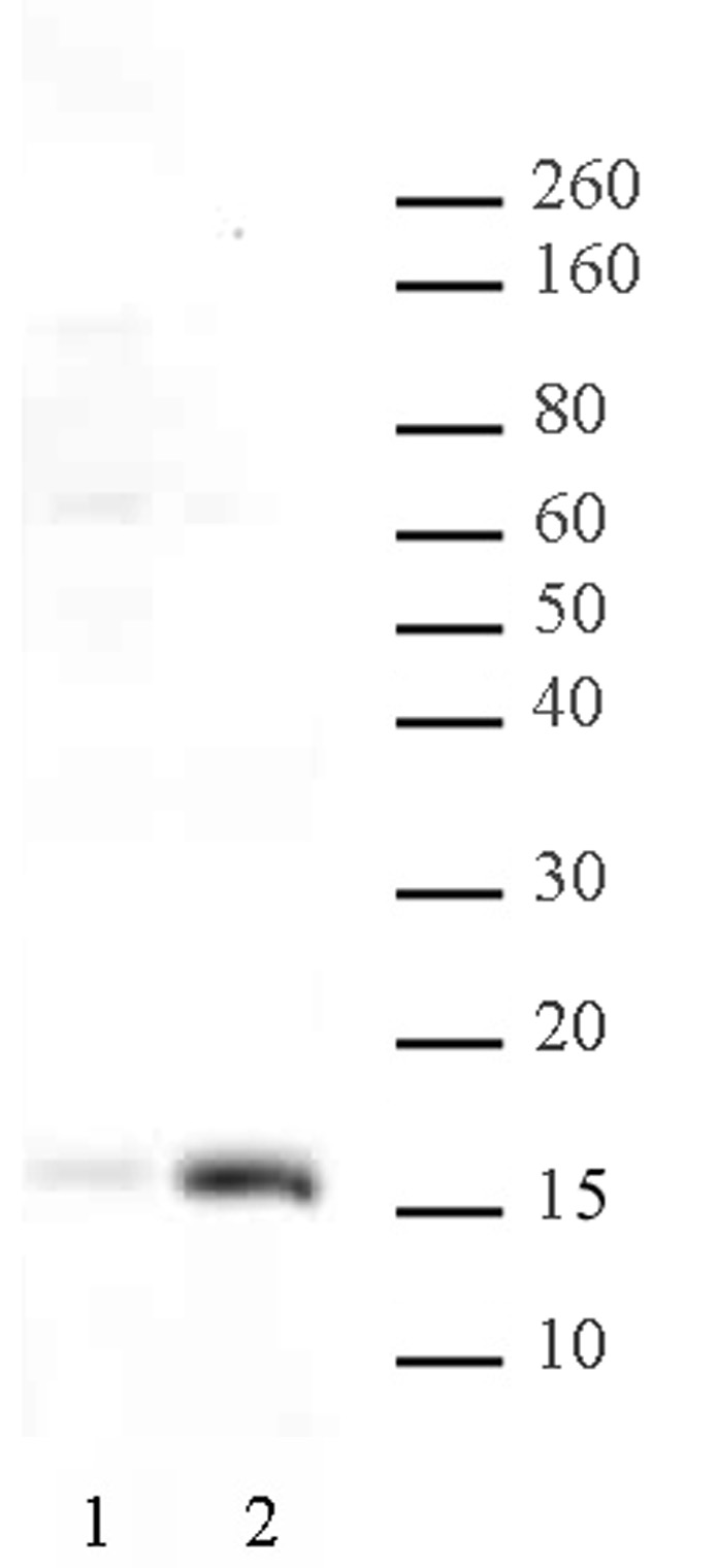 Histone H3K36ac antibody (pAb) tested by Western blot.