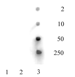 Histone H3K36ac antibody (pAb) tested by dot blot analysis.