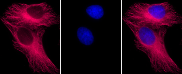alpha Tubulin antibody (mAb) tested by immunofluorescence.