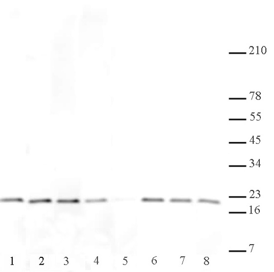 Histone H3K27me2me3 antibody (mAb) tested by Western blot.