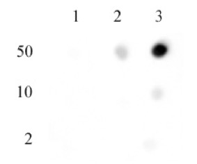 Histone H3 di/trimethyl Lys27 antibody specificity tested by Dot blot.