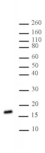 Histone H3K27me2me3 antibody (mAb) tested by Western blot.