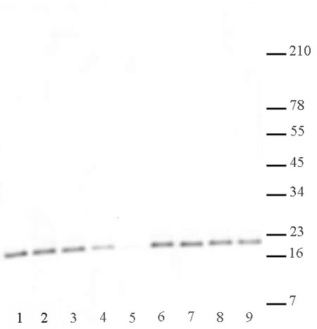 Histone H3K27me2me3 antibody (mAb) tested by Western blot.