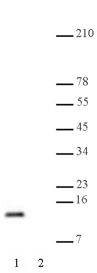 Histone H4K20me2 antibody (mAb) tested by Western blot.