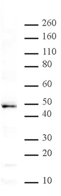 MBD2 antibody (pAb) tested by Western blot.
