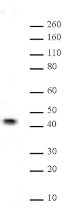 JunB antibody (pAb) tested by Western blot.