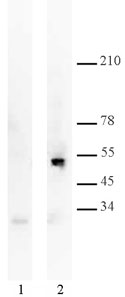 p53 antibody (mAb) tested by Immunoprecipitation.