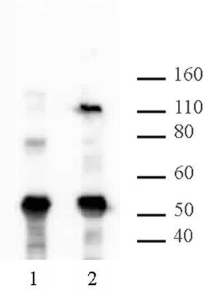 HIRA antibody (mAb) tested by Western blot.