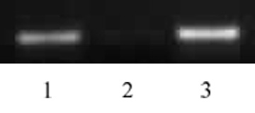 Histone H4K5ac antibody (pAb) tested by ChIP.