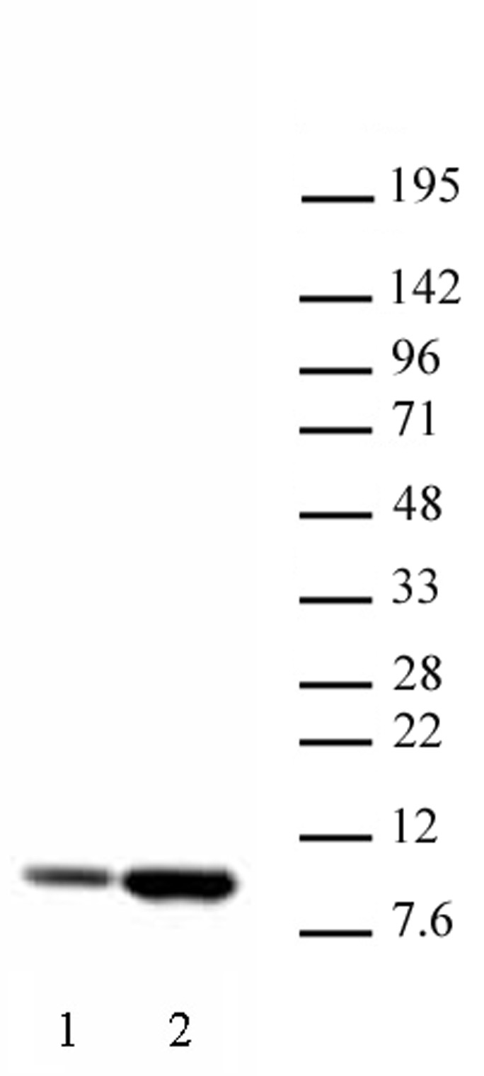 Histone H4K5ac antibody (pAb) tested by Western blot.