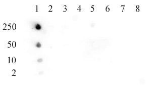 Histone H4K5ac antibody (pAb) tested by dot blot analysis.