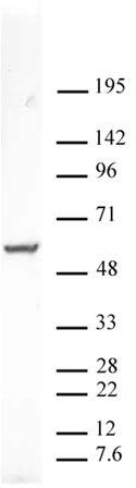 PXR antibody (pAb) tested by Western blot.