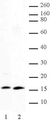 Histone H2A, C-terminal antibody (pAb) tested by Western blot.