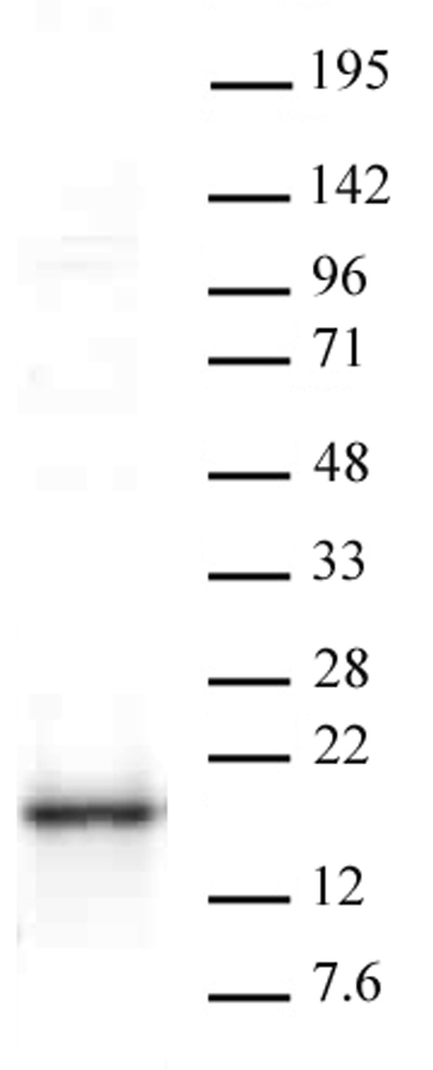 HMGA1 antibody (pAb) tested by Western blot.