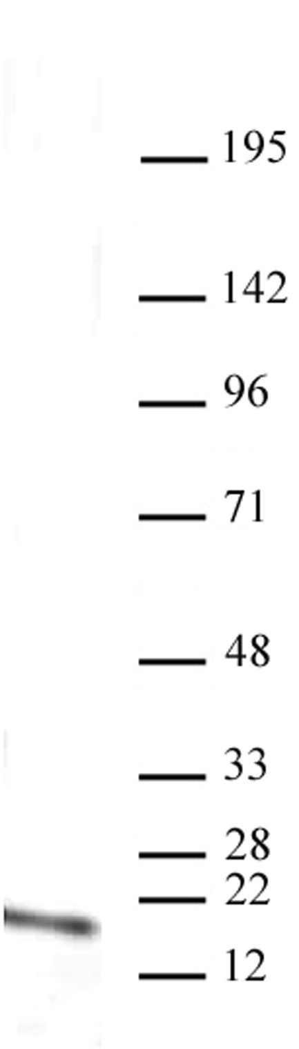 Histone H3K4me1 antibody (mAb) tested by Western blot.