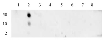 Histone H3K4me1 antibody (mAb) tested by Dot Blot.
