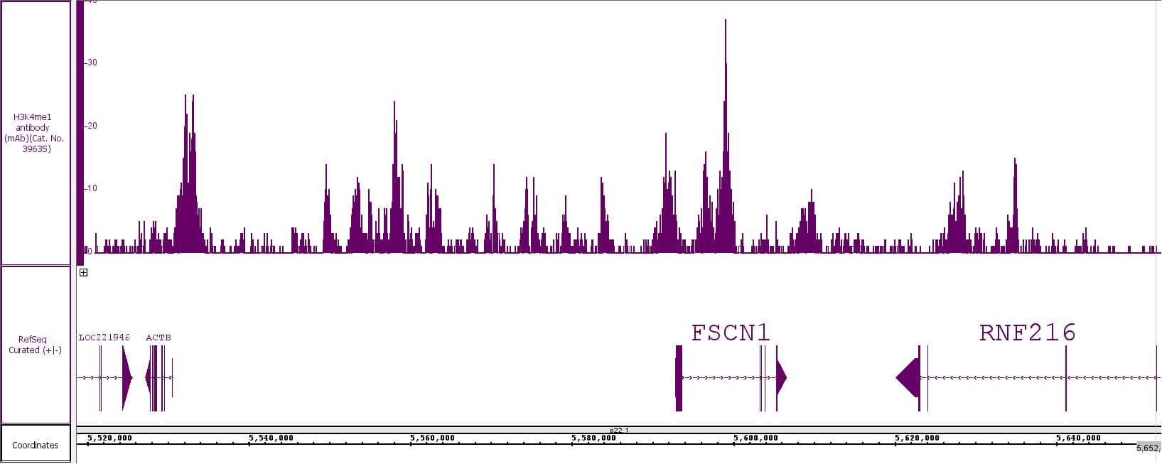 Histone H3K4me1 antibody (mAb) tested by CUT&Tag.