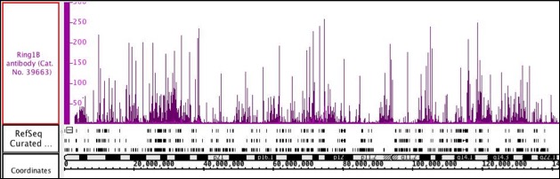 Ring1B antibody (mAb) tested by ChIP-Seq.
