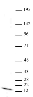 Histone H3K9me1 antibody (mAb) tested by Western blot.
