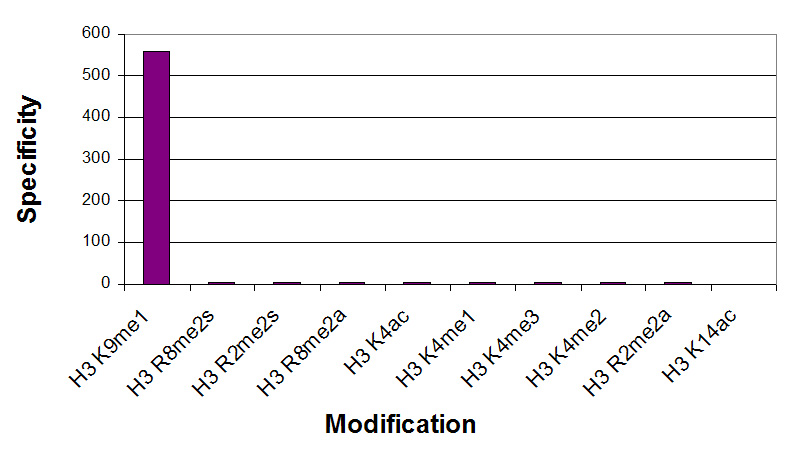 Histone H3 monomethyl Lys9 antibody (mAb) specificity tested by peptide array analysis.